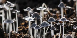 Funghi e micelio