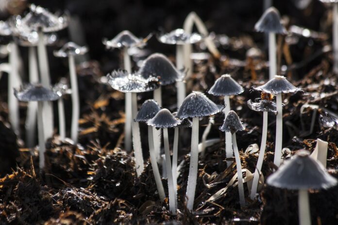 Funghi e micelio